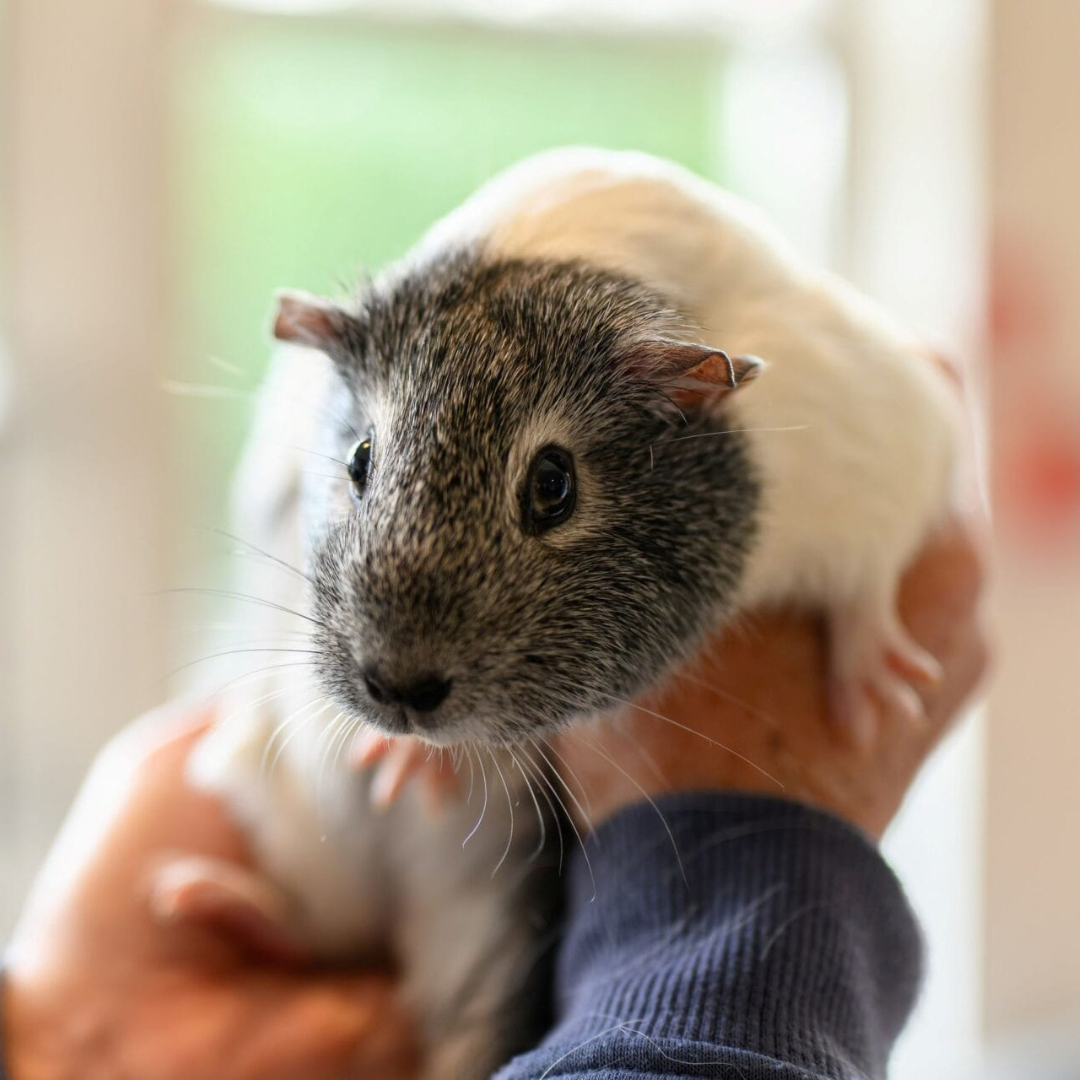 Arundel 3 - Guinea Pig