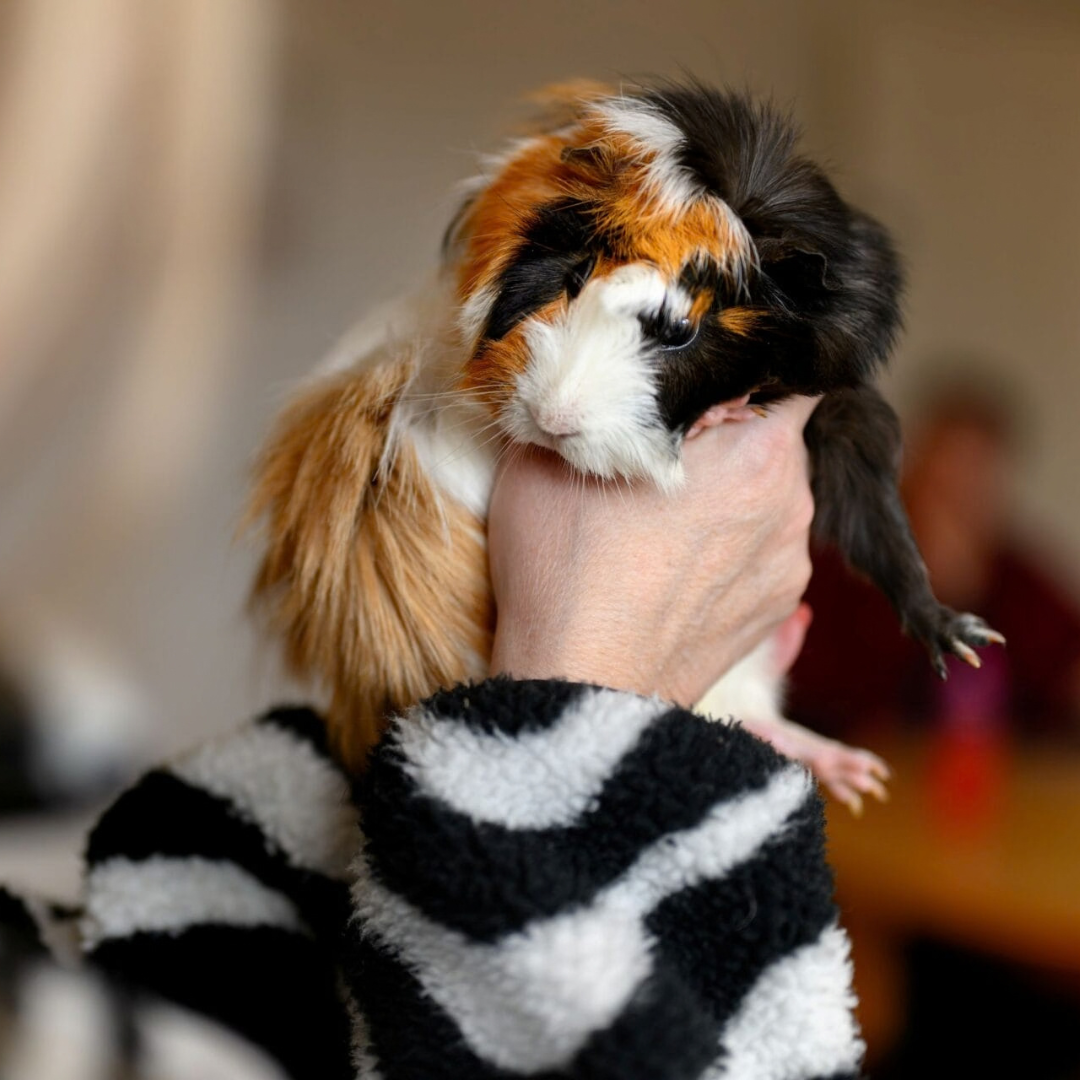 Arundel 4 guinea pig