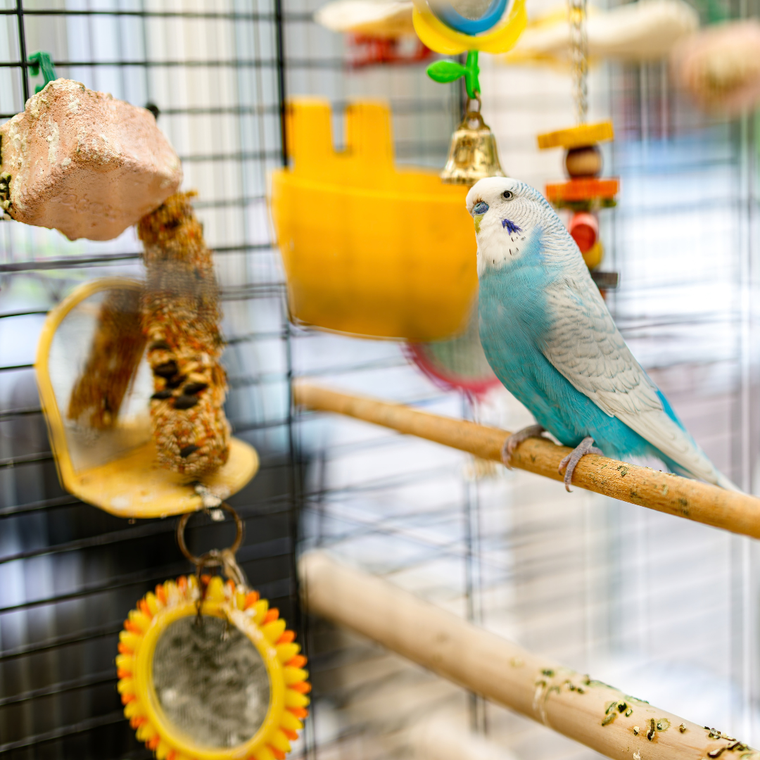 Bird